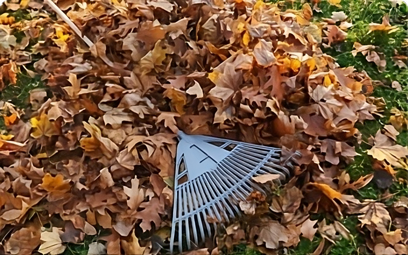 Rake with leaves. 